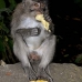 monkey_macaque_balinese_mf_ubud_v_1281_bal5002.jpg
